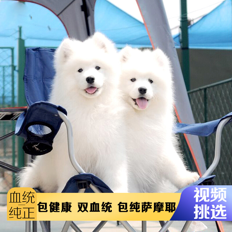 纯种萨摩耶幼犬活狗白色宠物小狗熊版萨摩幼崽雪橇犬活体微笑天使