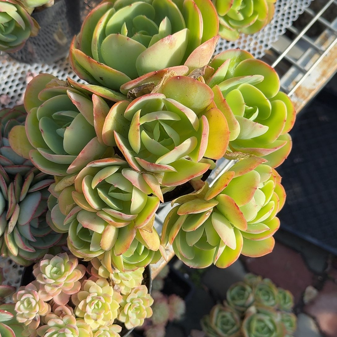 碧桃大号多肉植物