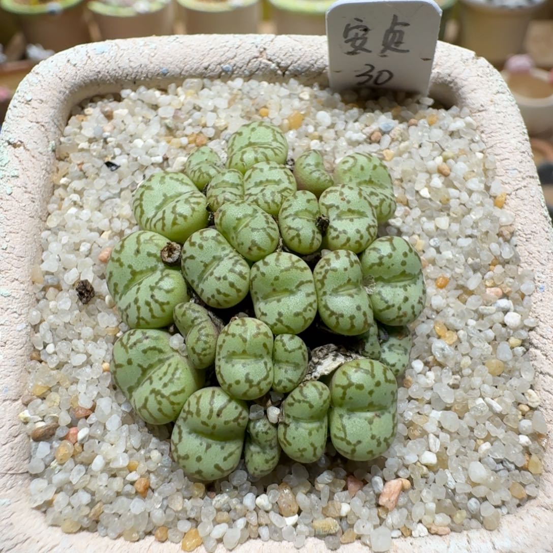 蘑菇1392安贞群多肉植物