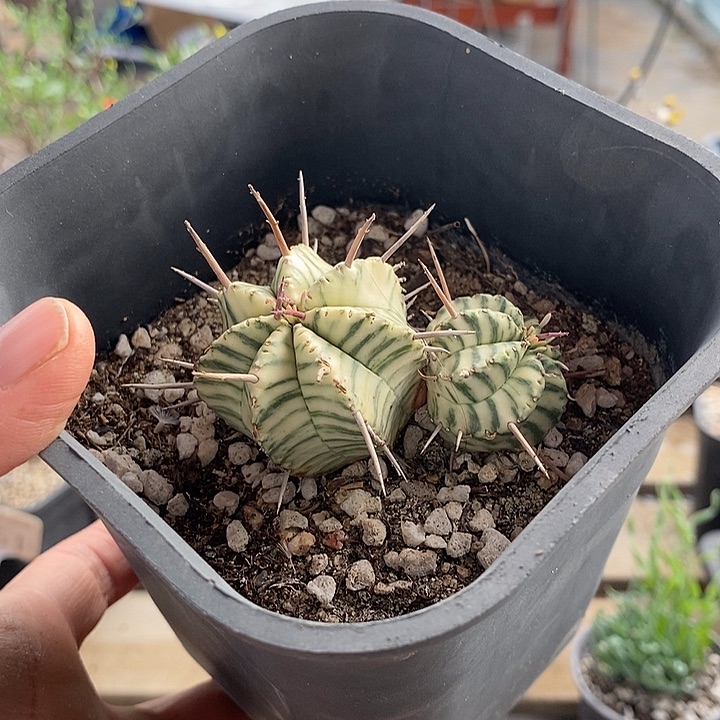 663斑马锦一一一一一一一