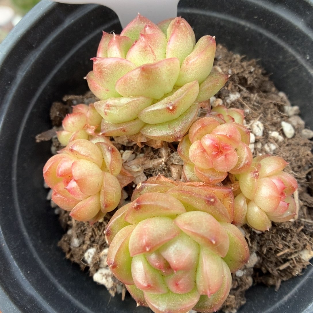 灯泡珍妮无砍群生716号