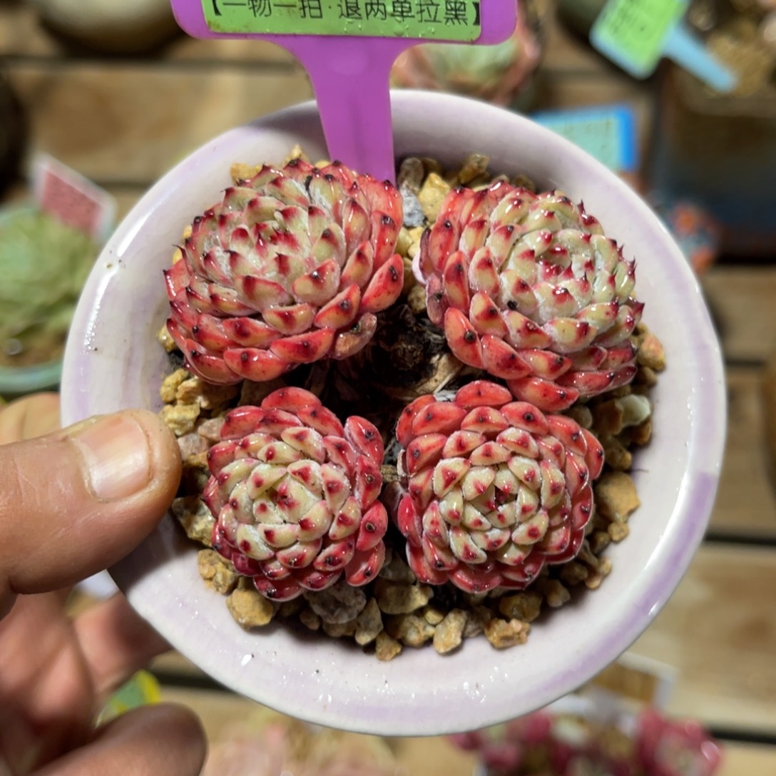 云尘多肉一物一拍不含盆1603