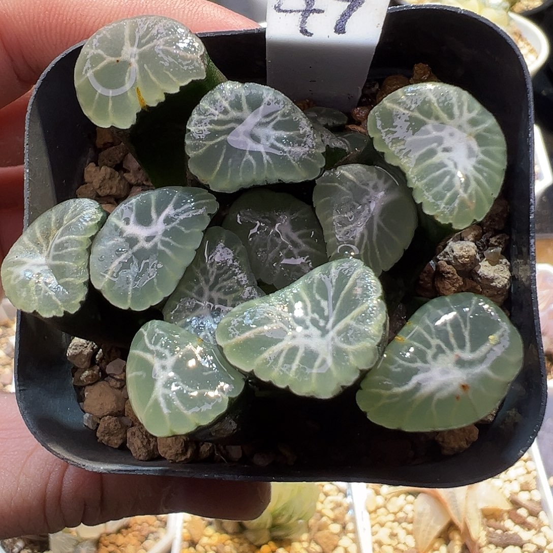 47号冰雷万象特选福利