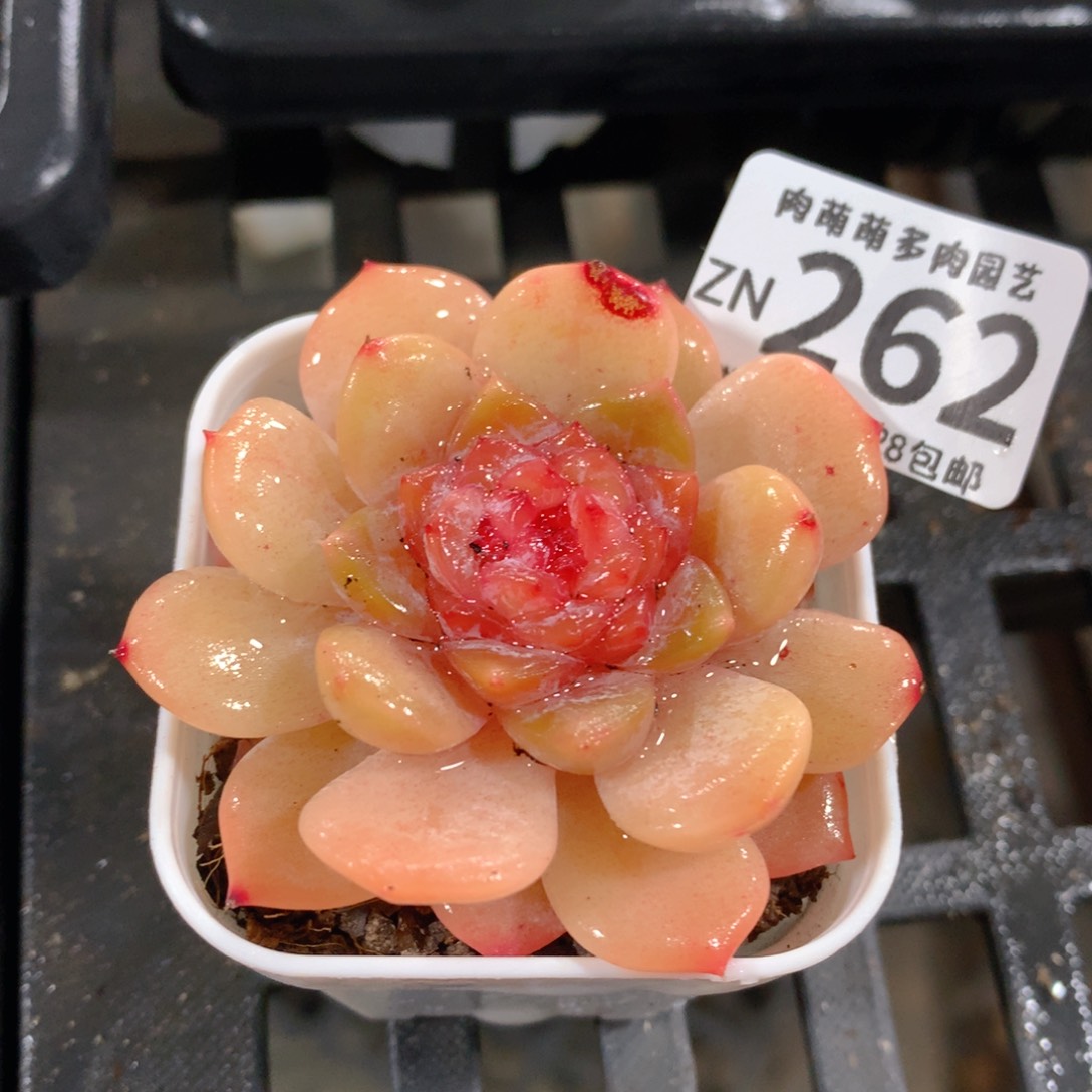 肉萌萌拇指盆精控多肉ZN262