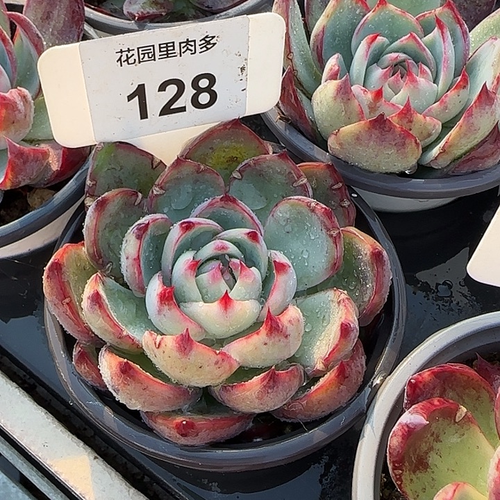 128 惊鸿仙子多肉植物7-9cm