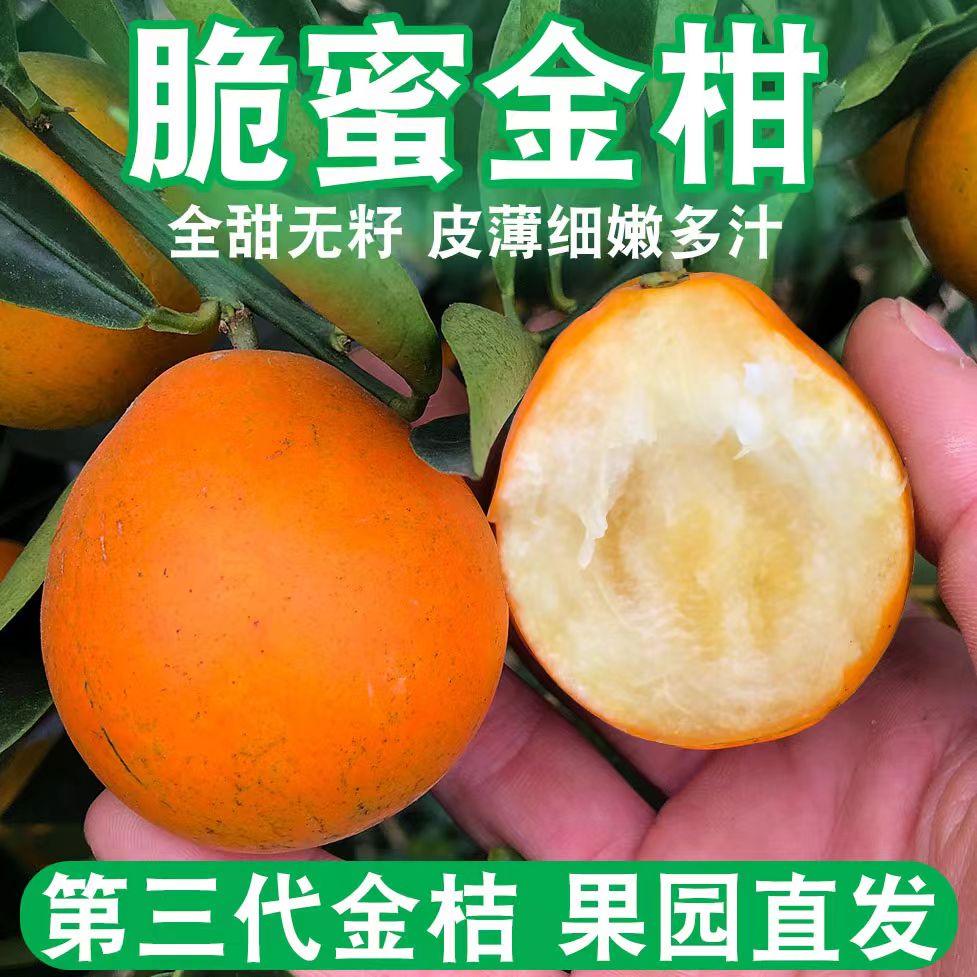 Q【不甜包赔】正宗融安金桔脆密三代新鲜采摘现金桔坏果烂果包赔