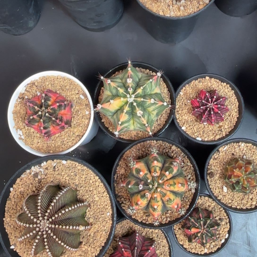 泰系米哈元旦礼包8颗一起5000