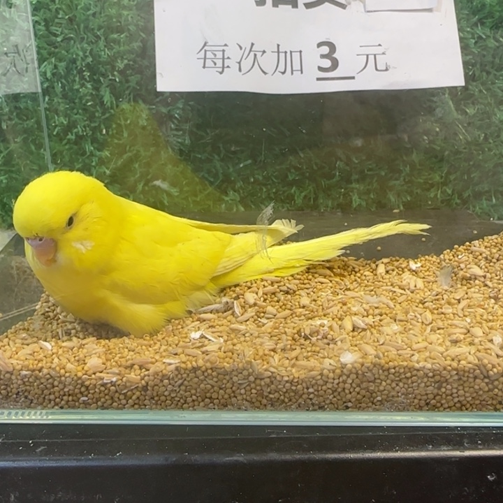 虎皮鹦鹉大头虎皮鹦鹉
