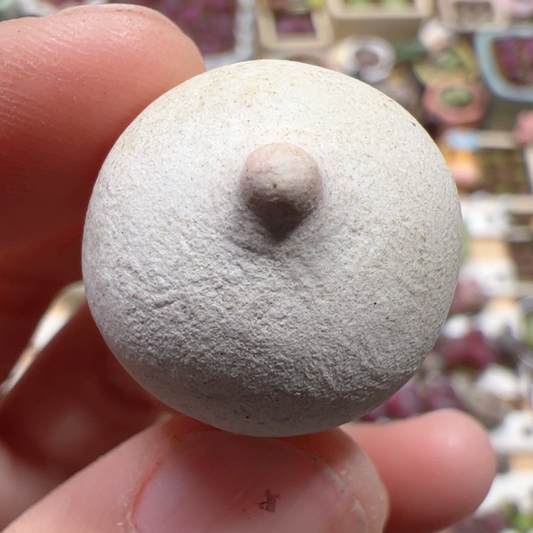 【闪购商品】217 neinei