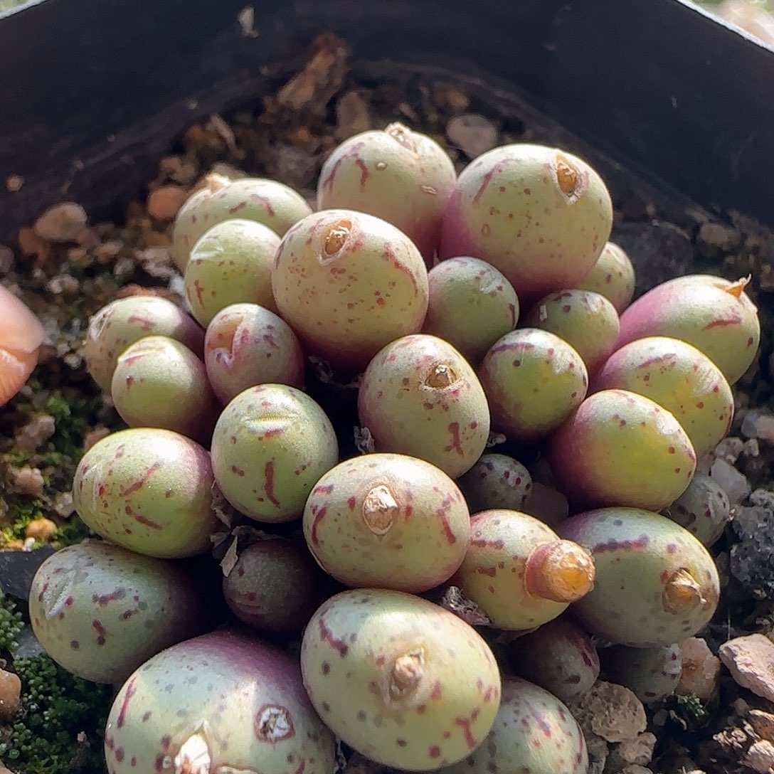 脱土满28包邮25476