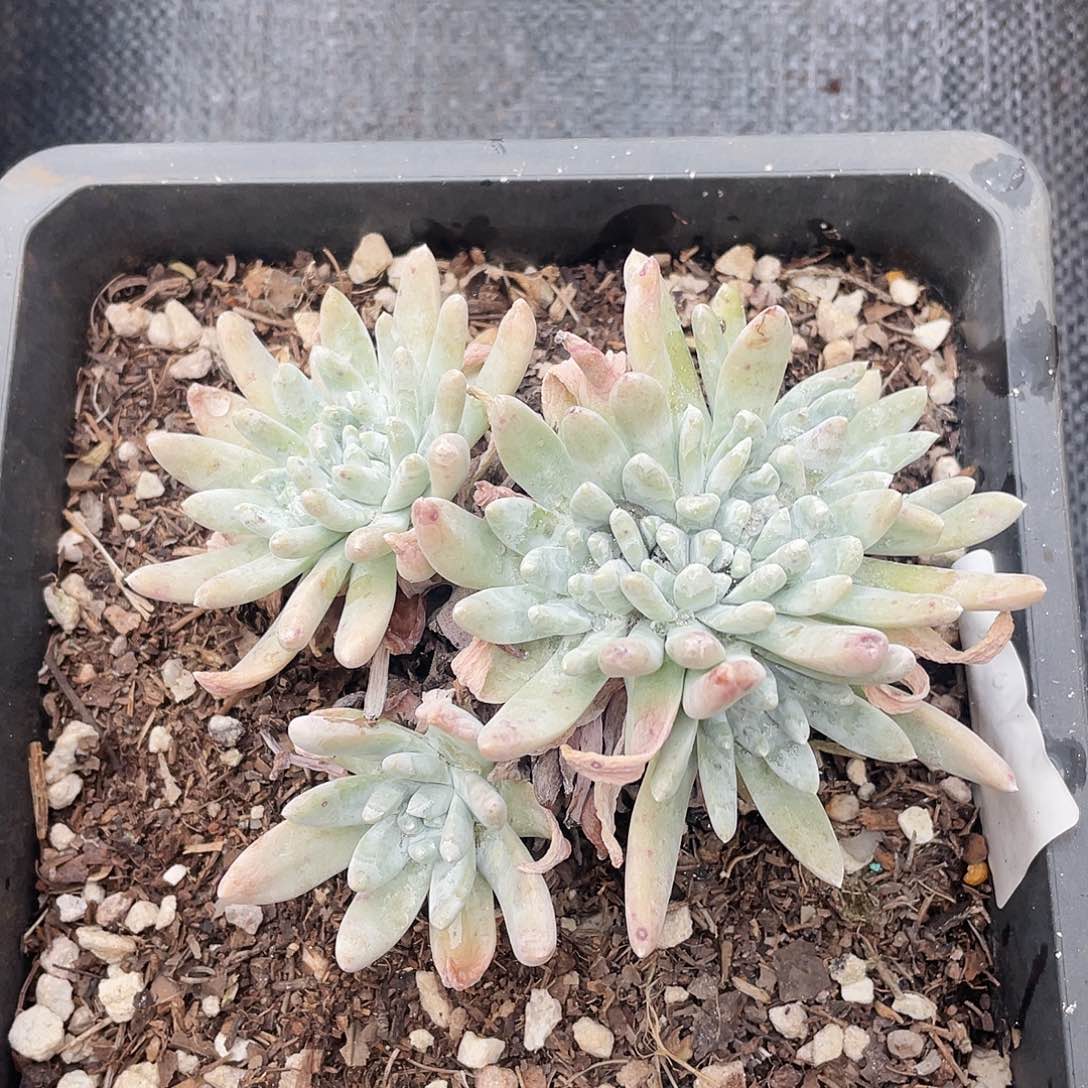 白姆缀化老桩917