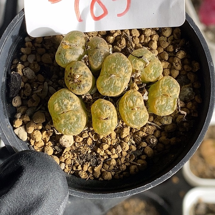 @***哥桃喜花园0223-103勋章