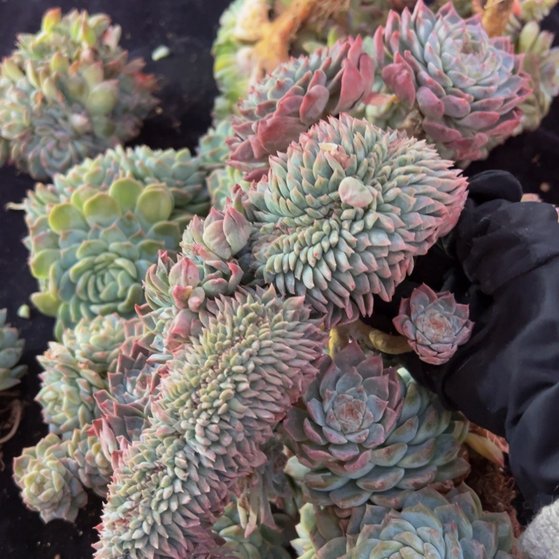 小桃花冰魄缀微瑕