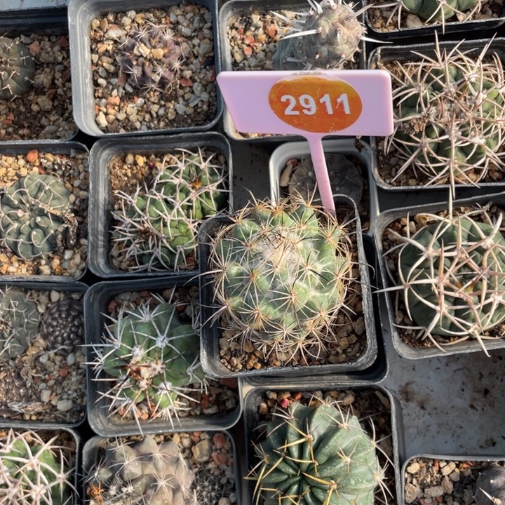 F***d自根凤舞2911000000