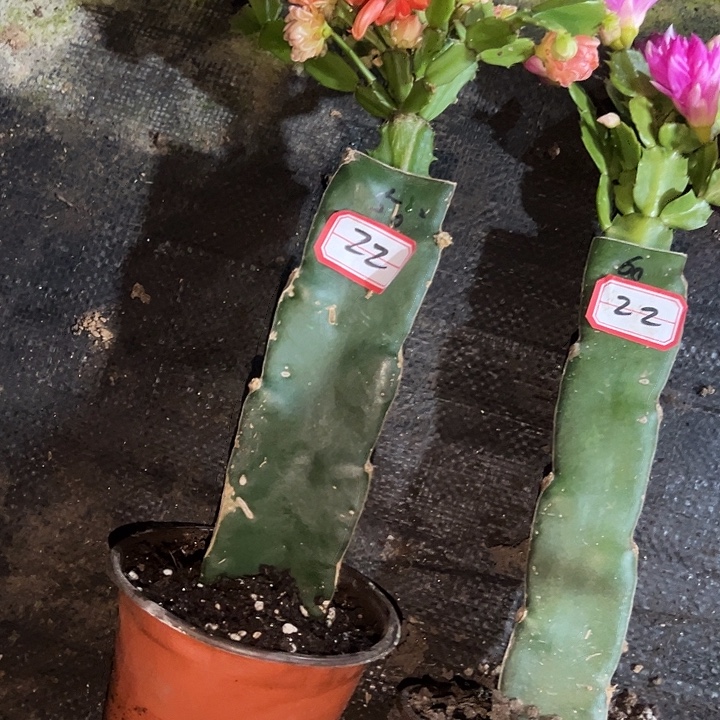 方***：，22号带盆050.060