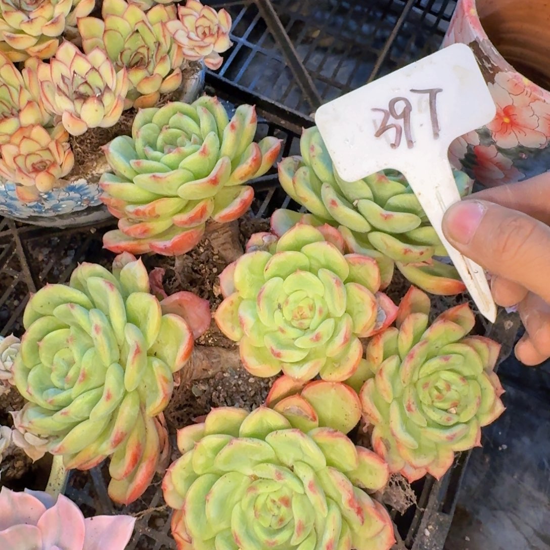 多肉植物的生长发育和生长