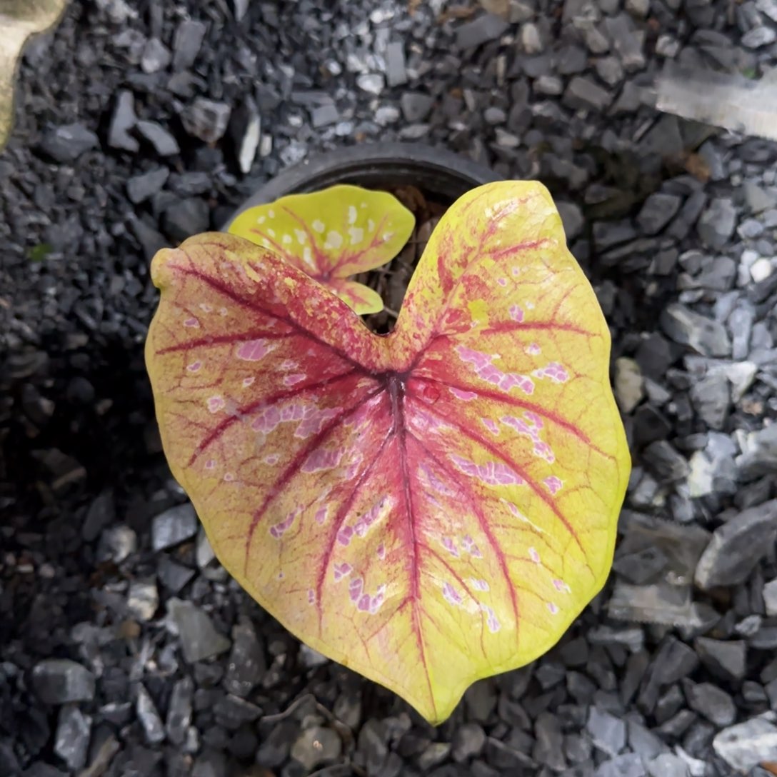 215-0814泰国发货实生