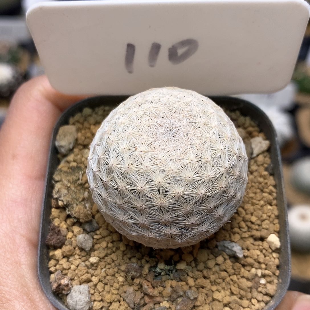 白鸟实生特价款福利