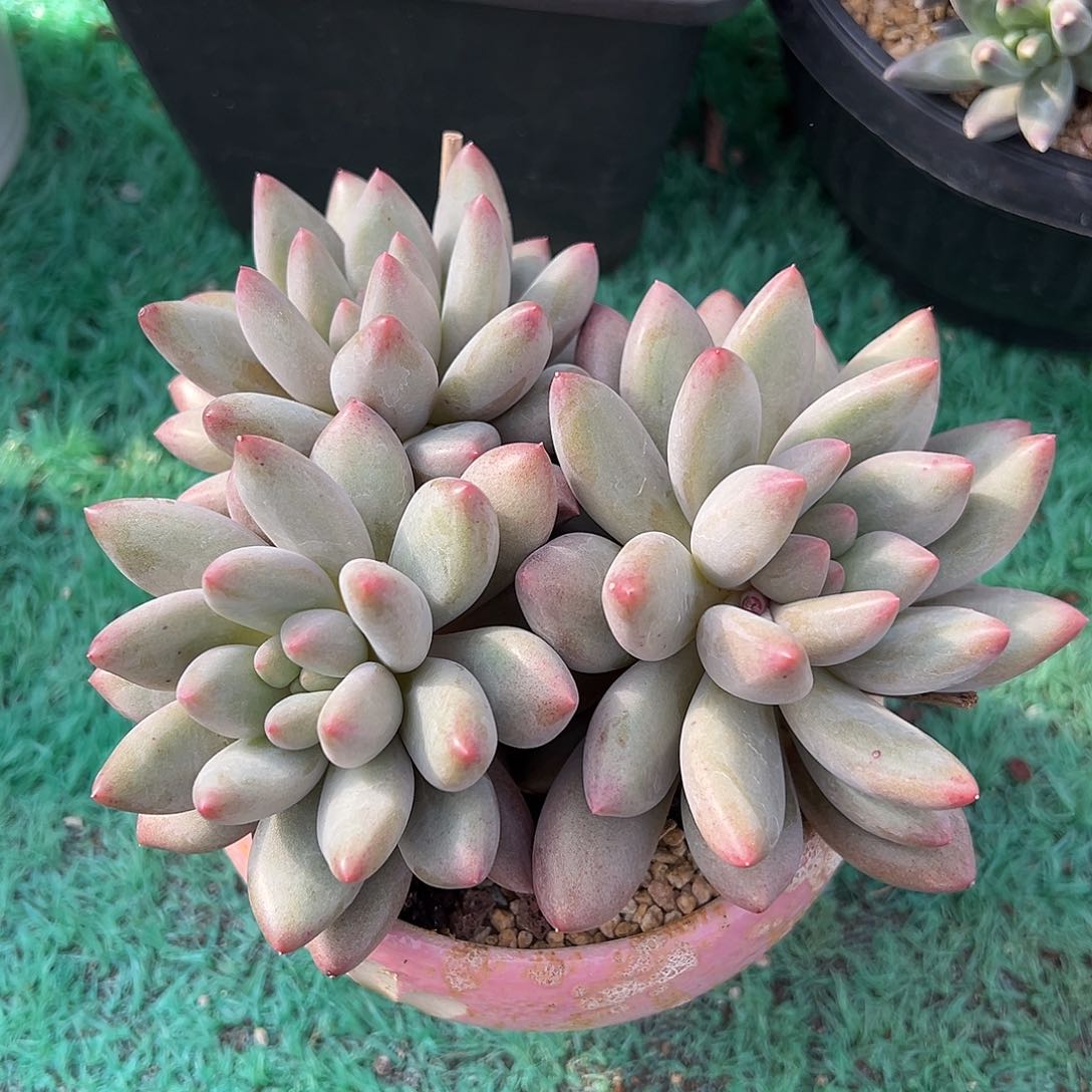 三头胖体红蜻蜓多肉