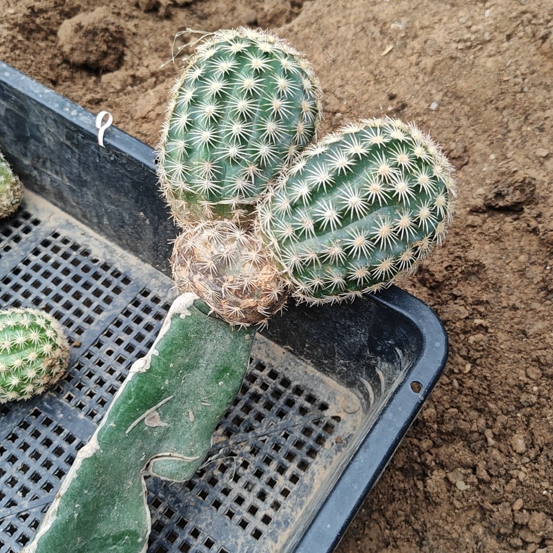 皇冠虾火龙果嫁接母本63福