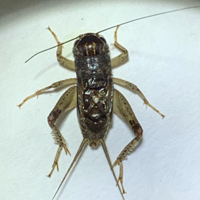 精品仿秋大头大牙蟋蟀1条
