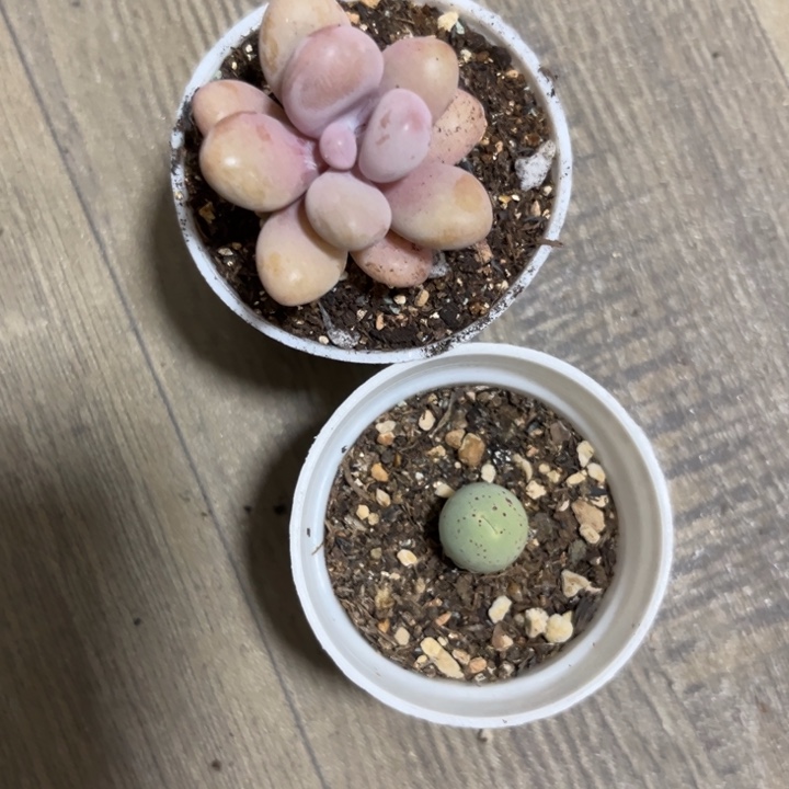胡***嘚颗大肉的嘟嘟组合018