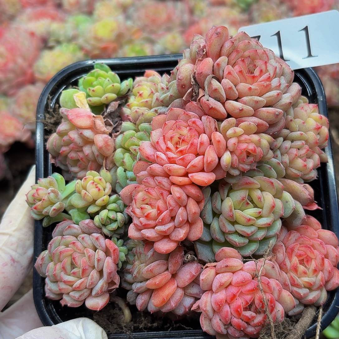 多头植物多肉植物711