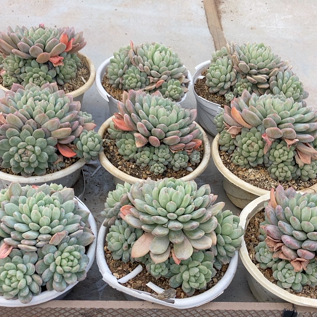 百达翡翠随机多头图片