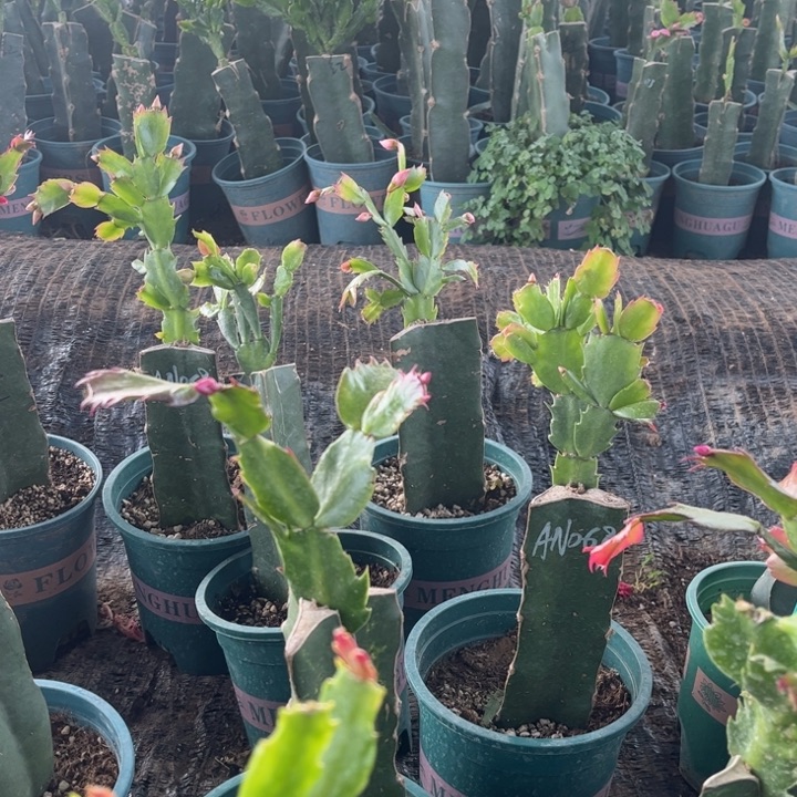 @***@20号052➕082两颗发