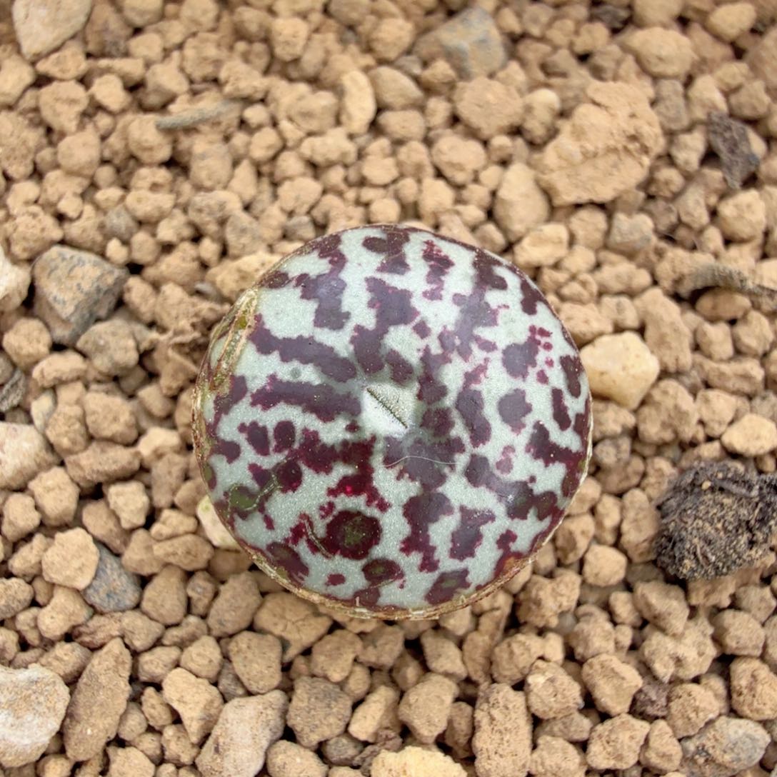 韩国漂亮姐姐TS603 后代 12-31-L13