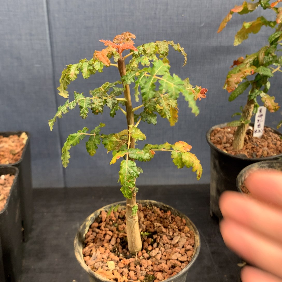 索娜乳香实生小苗