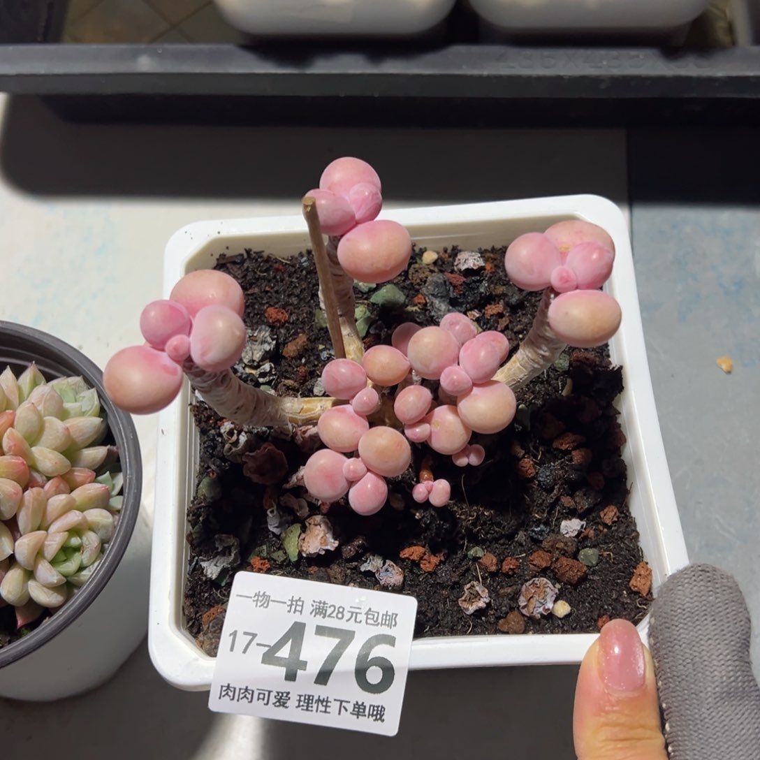 腰子蛋多肉多肉多肉