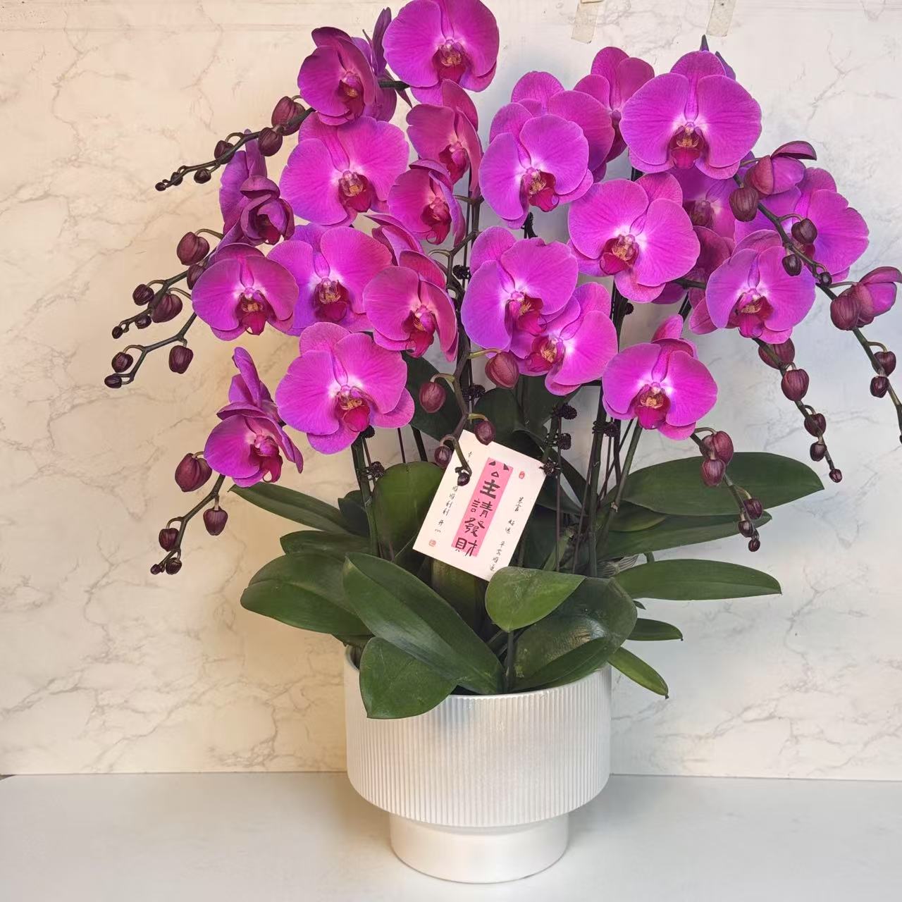 多彩优选（牛魔王）大花红色稀有蝴蝶兰鲜花室内送礼高端花卉