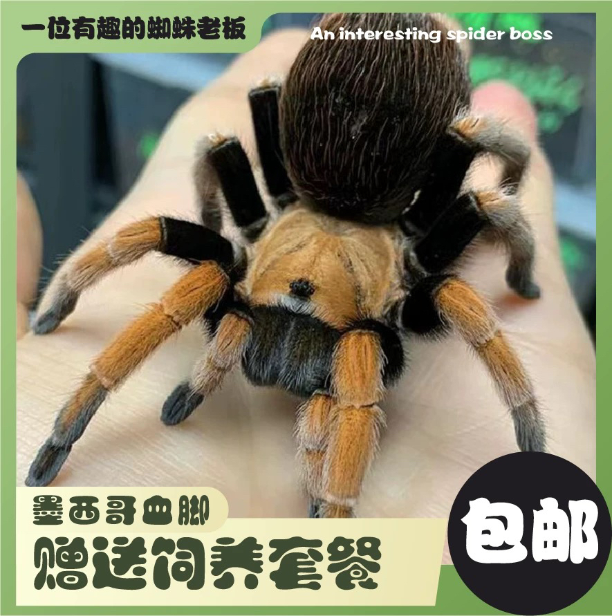 墨西哥血脚蜘蛛温顺好养适合新手入门