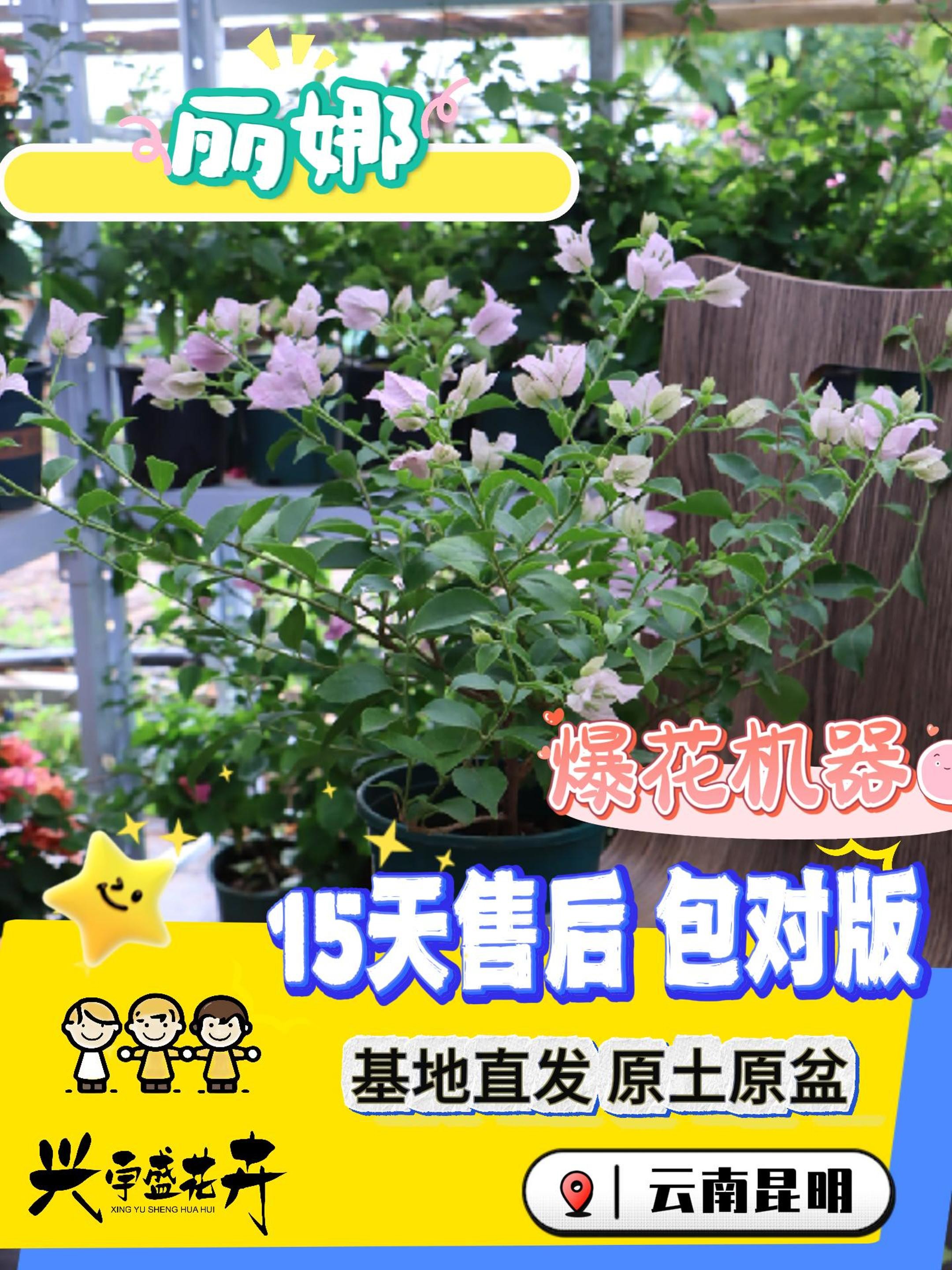【丽娜1加仑】渐变粉紫色勤花耐活观赏三角梅