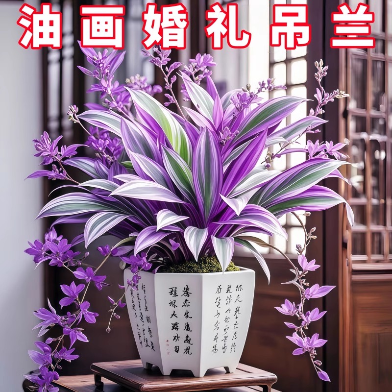 油画婚礼吊兰大苗盆栽进口垂吊爆盆紫露兰好养活绿植室内多肉植物