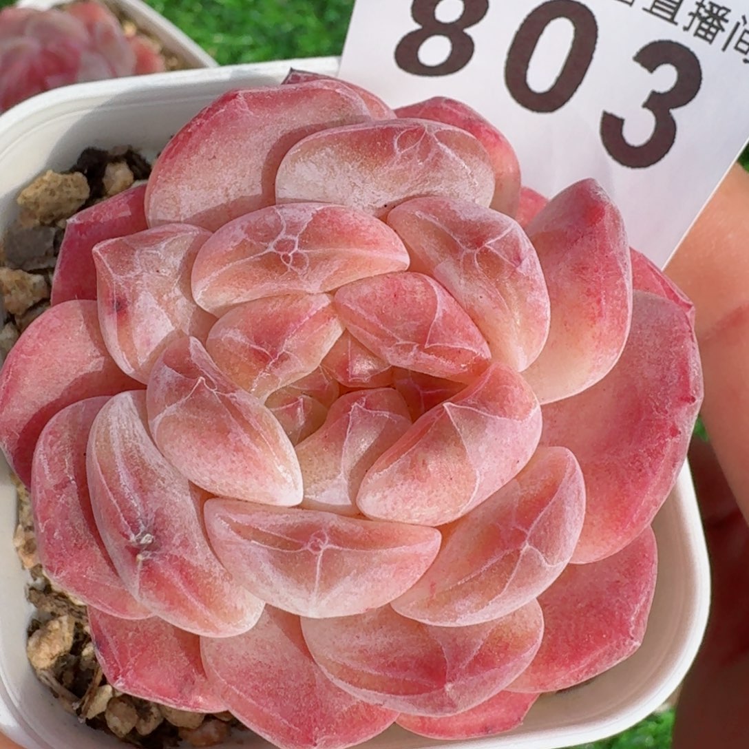 石化冰魄         精品多肉