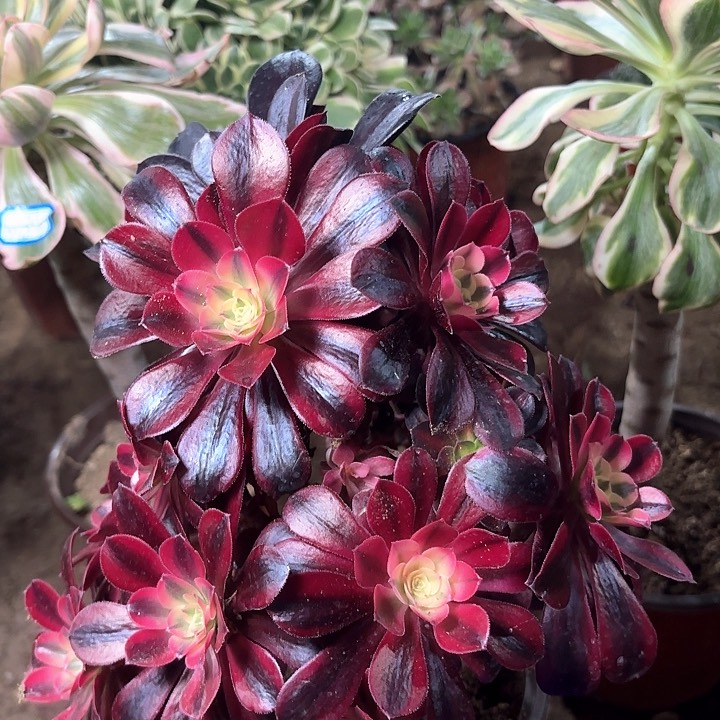 多肉植物美杜莎40