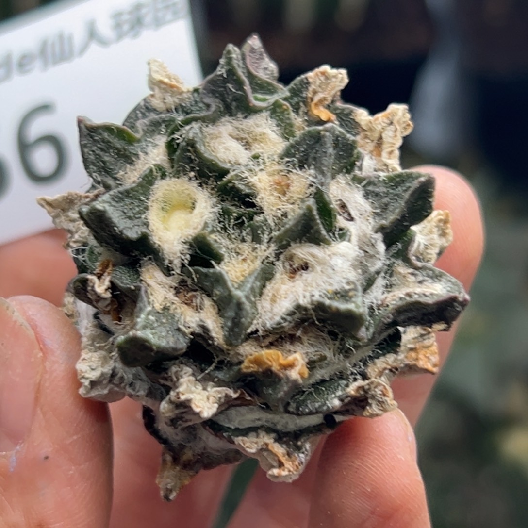 56 晾一个月上盆0