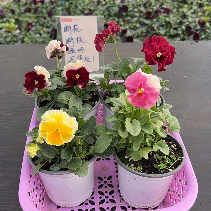 当前无花朵，栽培后可花朵056号