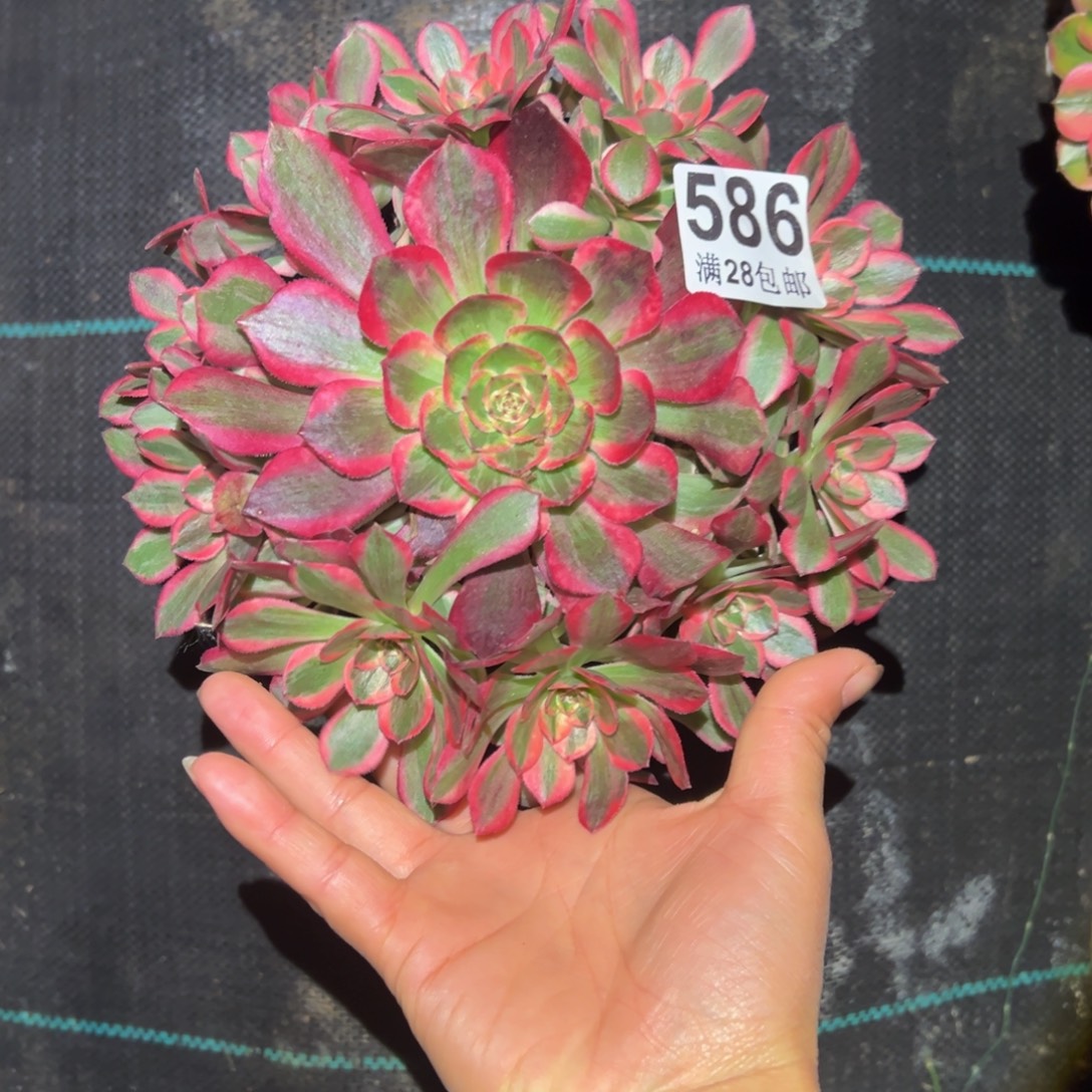 多肉植物586赤子心