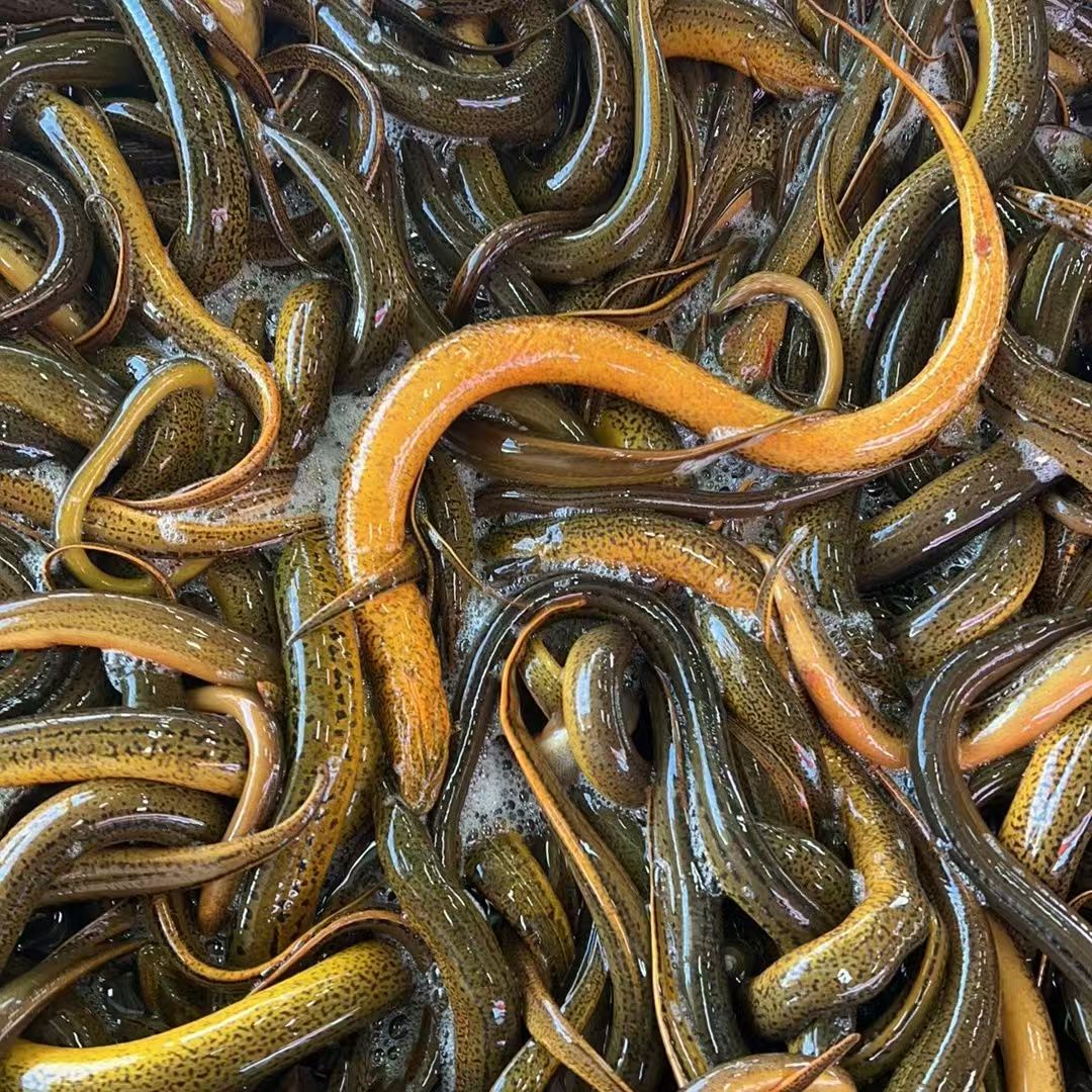 1至3两野外原生态稻田土黄鳝鲜活发货顺丰包邮包活到家