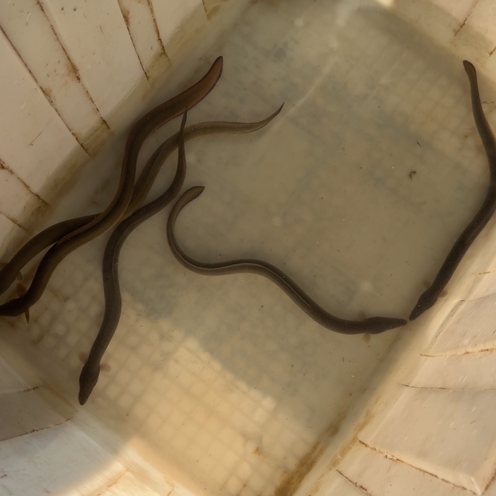 野生鳗鱼二两左右一条五条一斤重江浙沪包邮