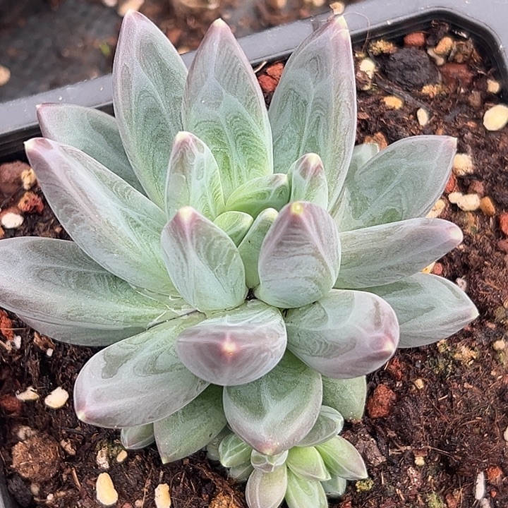 花****美人特价一物一拍