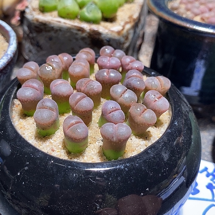 11529风铃c10一组三颗