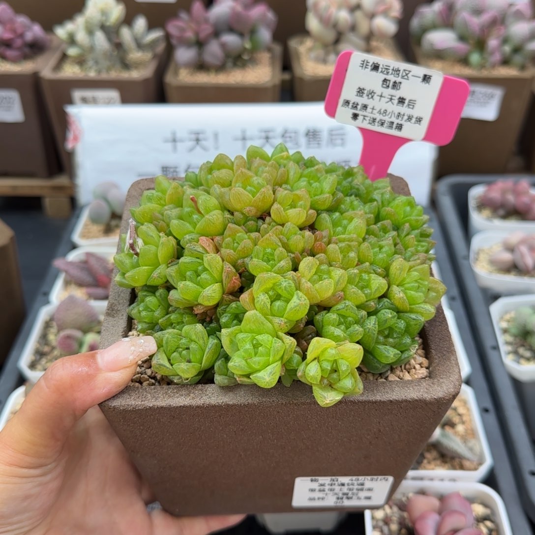 玉露多肉植物183