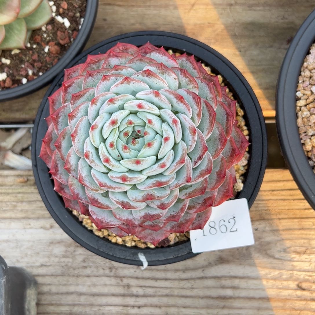 呆*1862肉肉肉肉肉肉肉肉