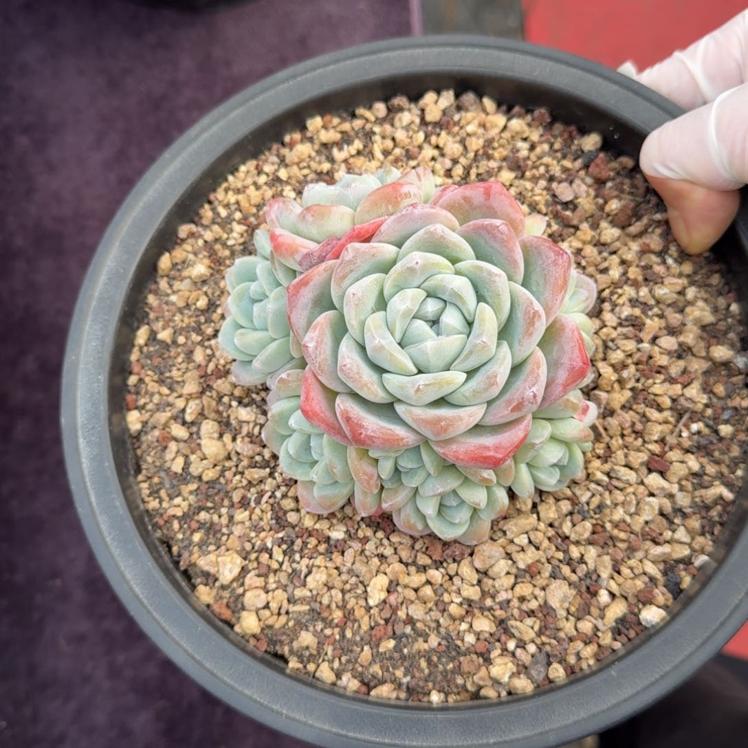 英*12厘米的尺寸一物一拍的