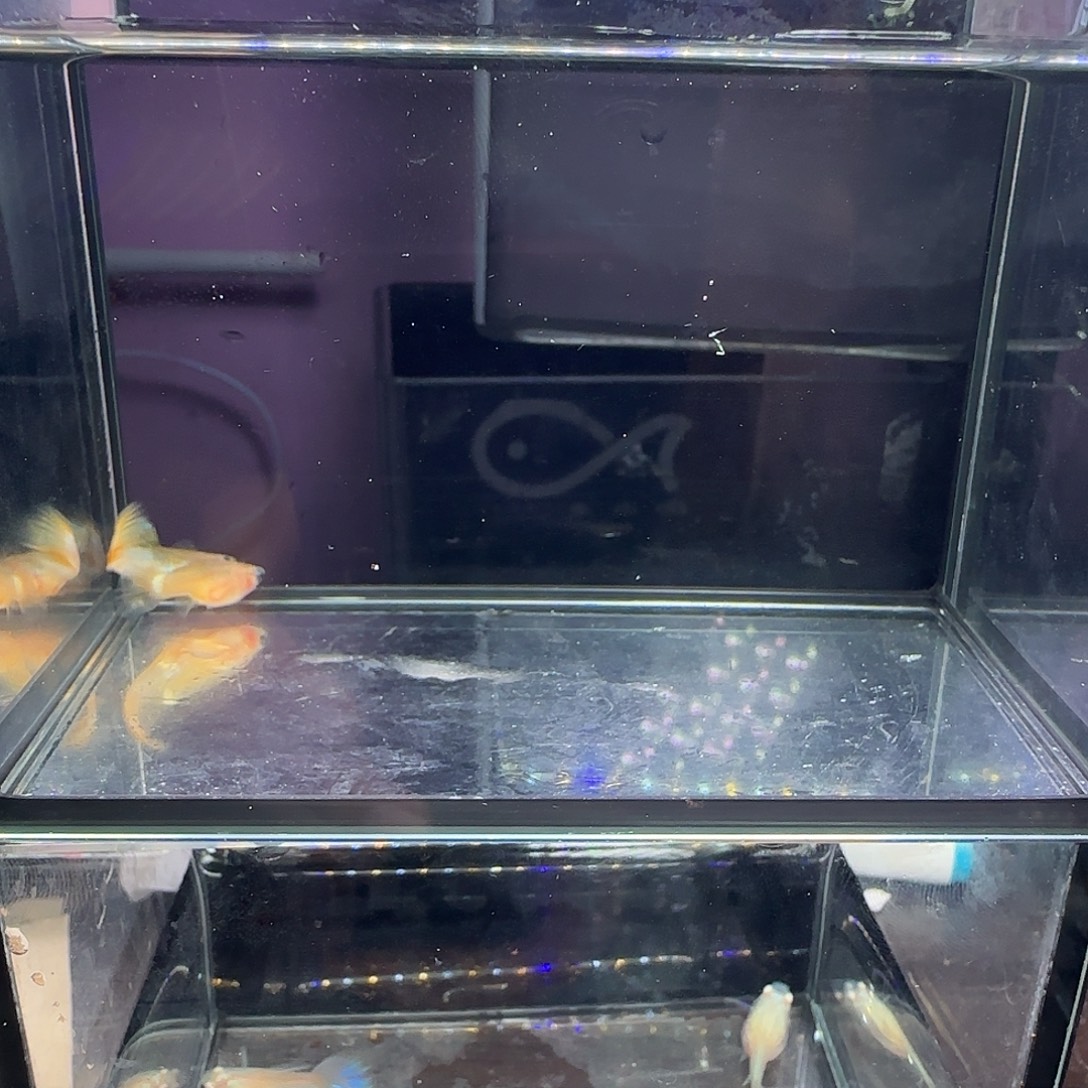 孔雀鱼粉猫一对！！