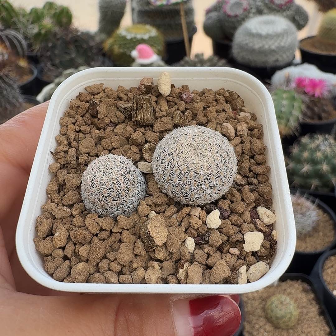 实生美丽丸两颗带盆发货